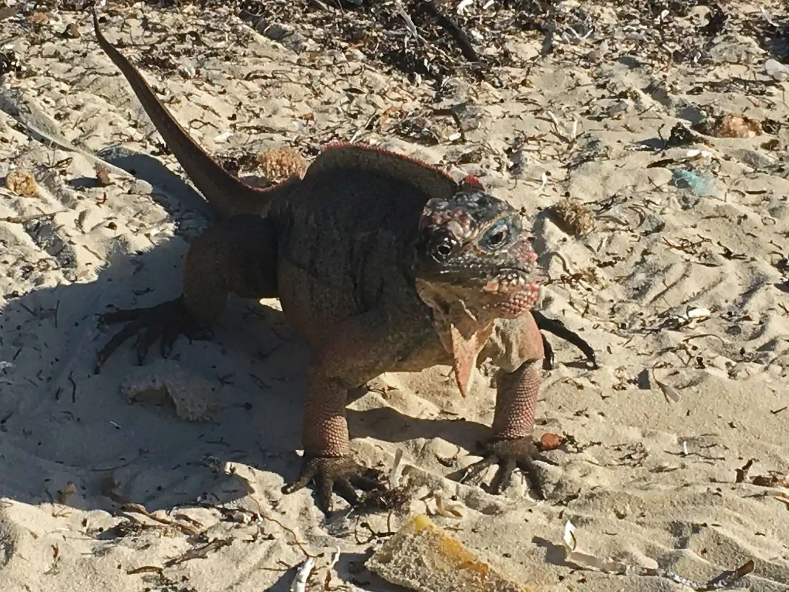 bahamas lizard