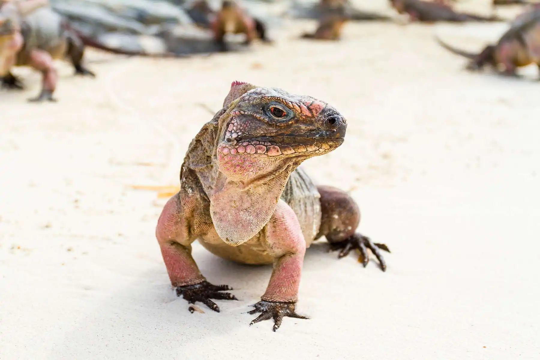 lizard at bahamas beach