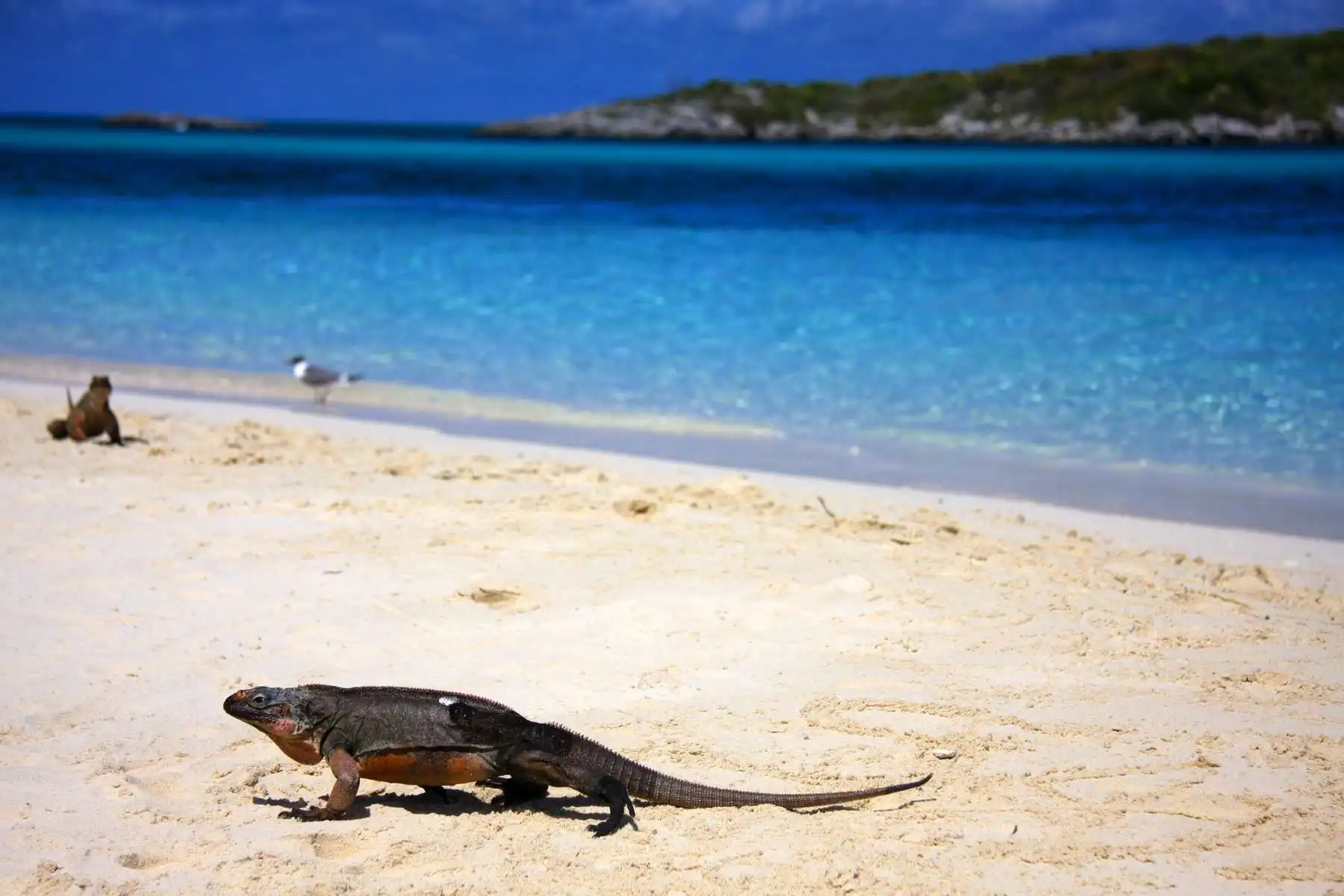 lizard at bahamas beach