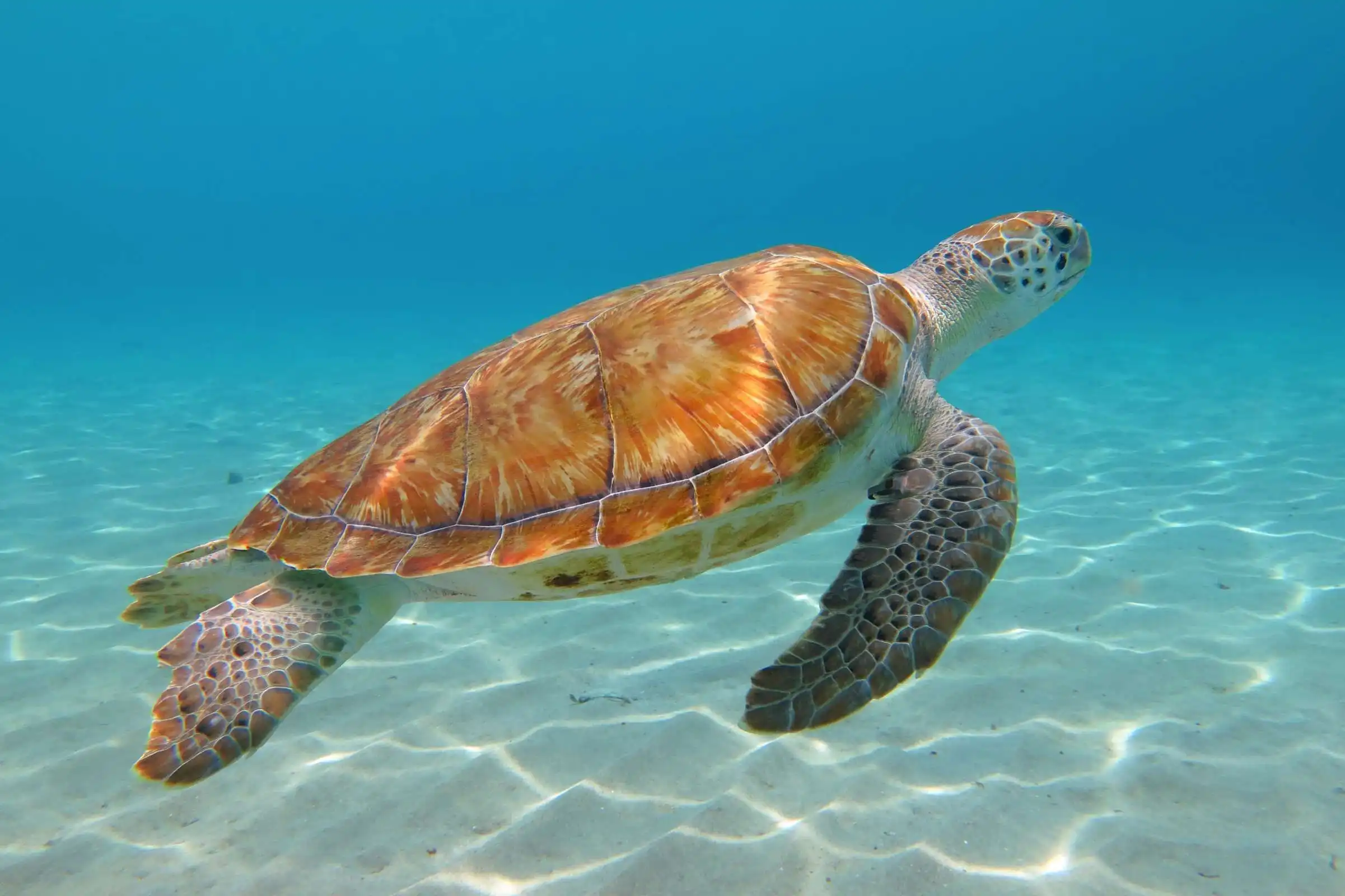 sea turtle