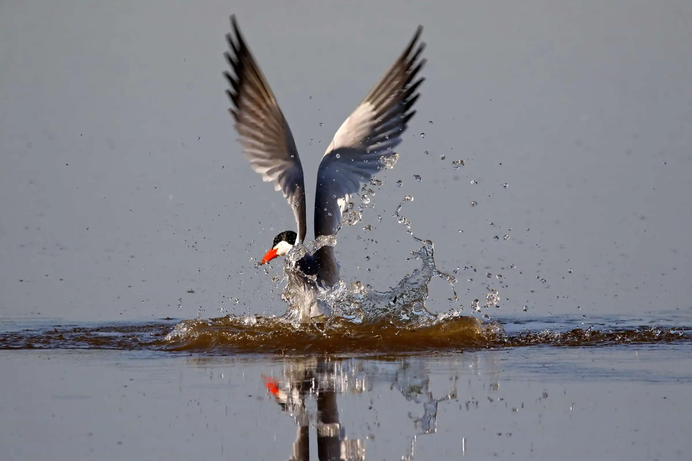 crane diving into the water