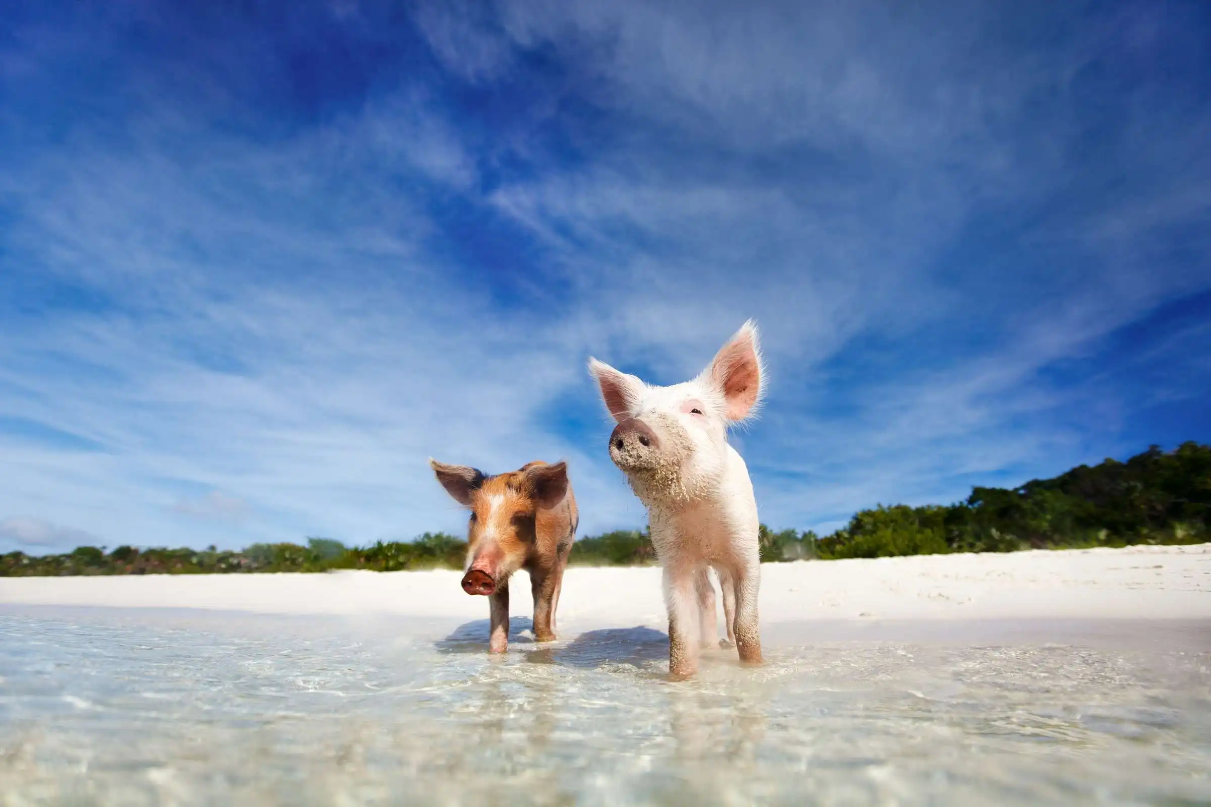 pigs of bahamas