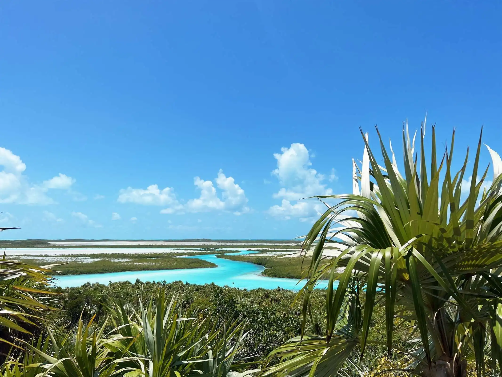 palms of bahamas